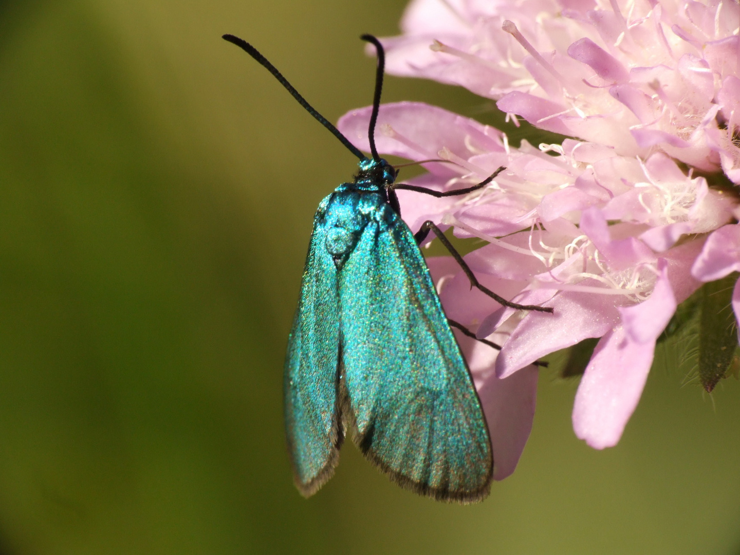 blaue Schönheit