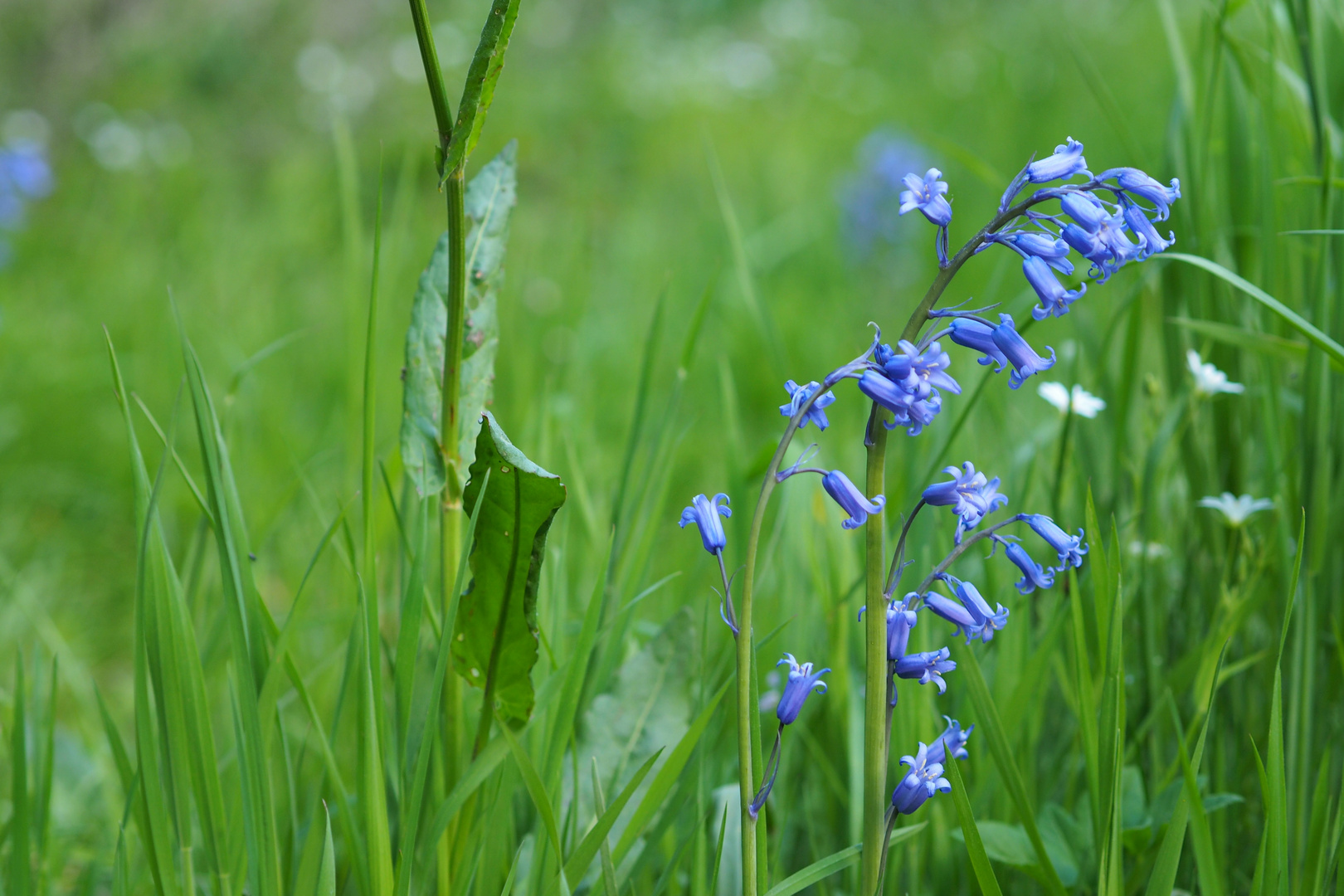 Blaue Schönheit