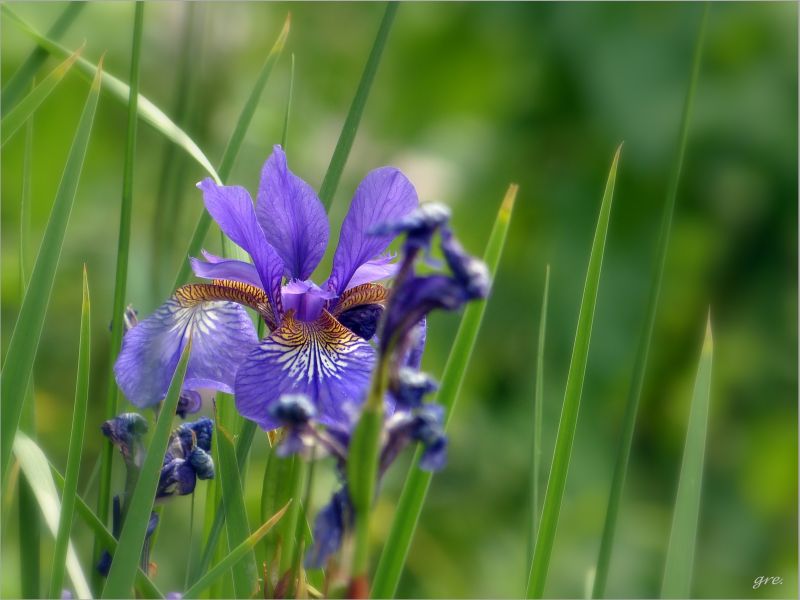 Blaue Schönheit