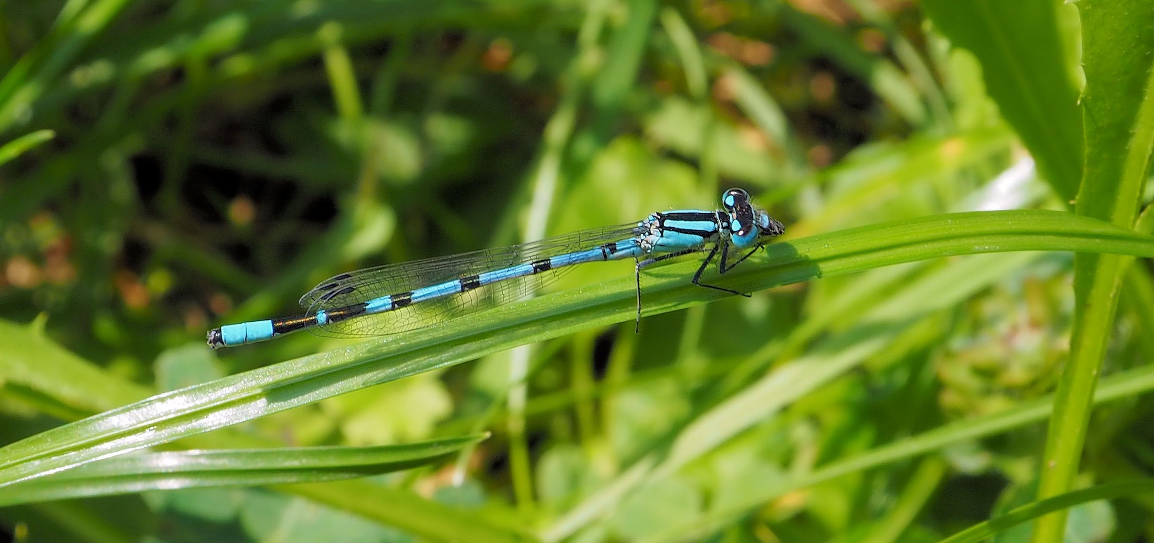 Blaue Schönheit