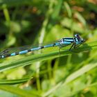 Blaue Schönheit