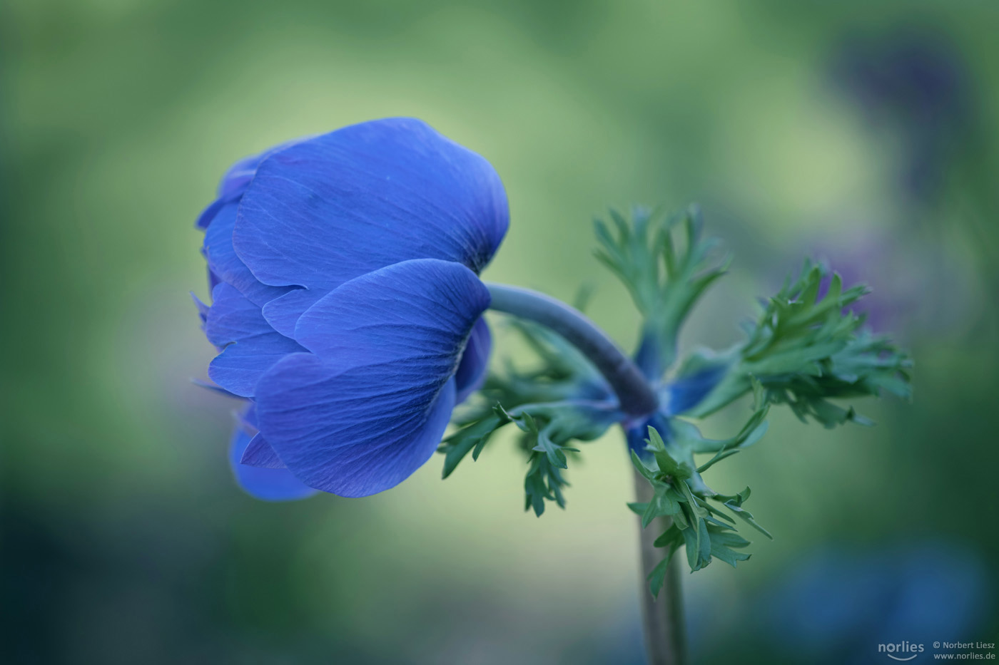 Blaue Schönheit