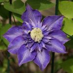 Blaue Schönheit