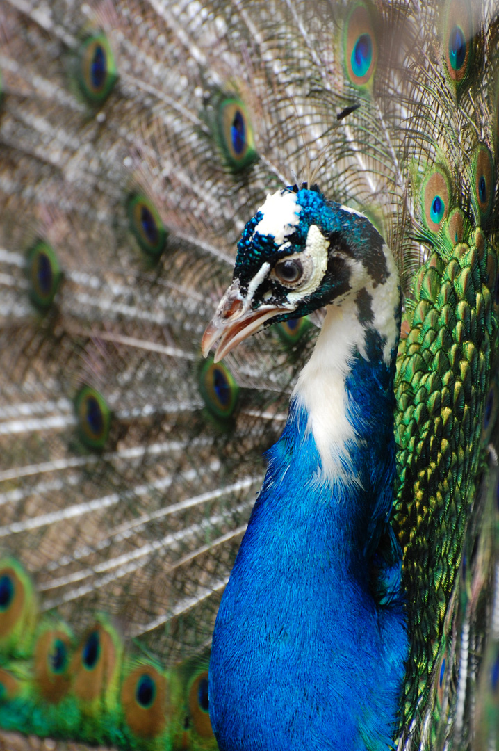 Blaue Schönheit