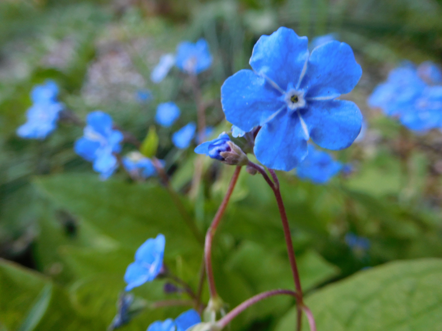 Blaue Schönheit