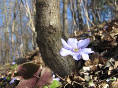 Blaue Schönheit