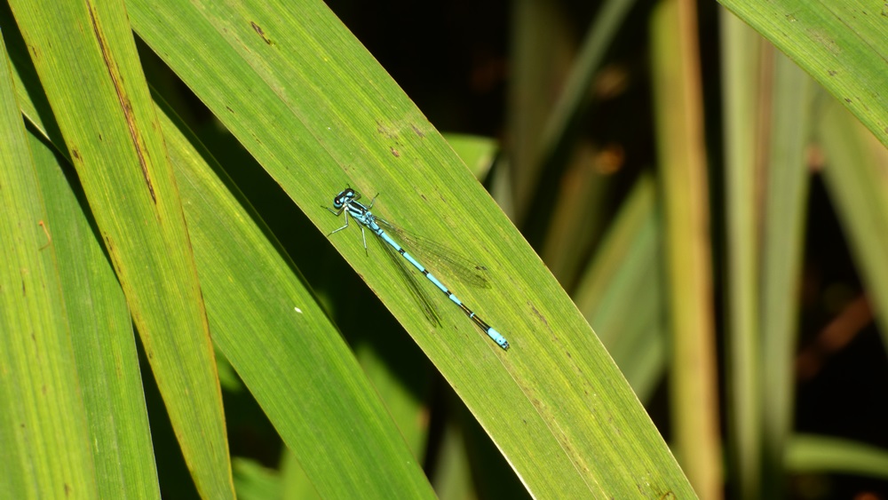 Blaue Schönheit