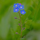 Blaue Schönheit