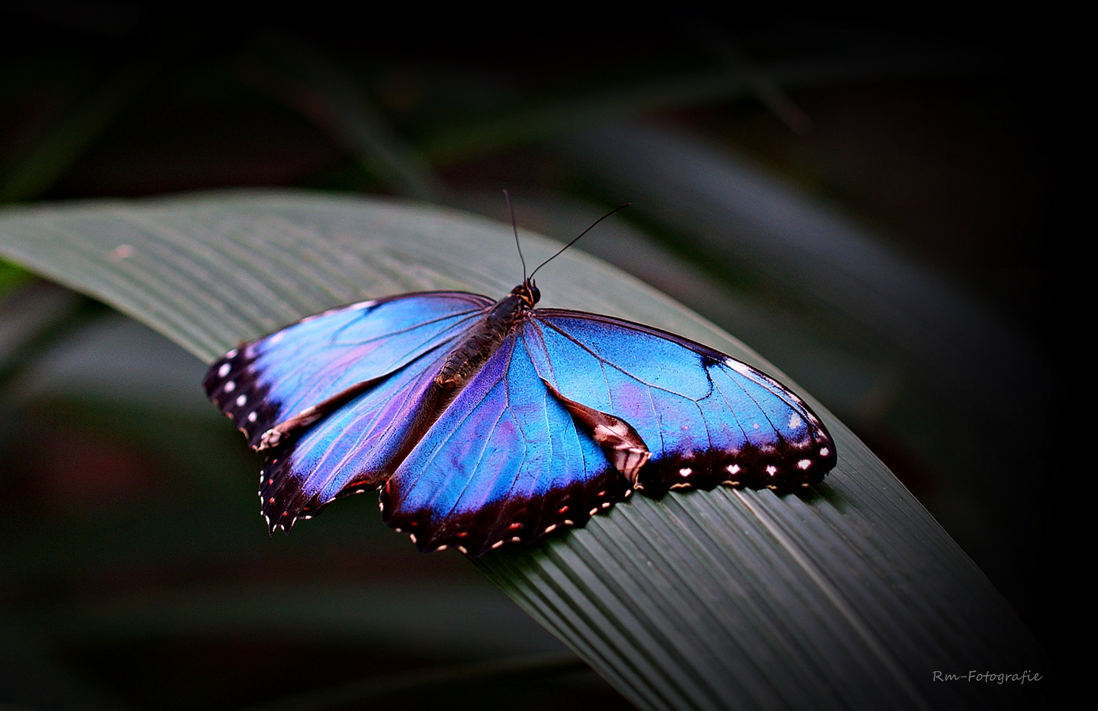 blaue Schönheit