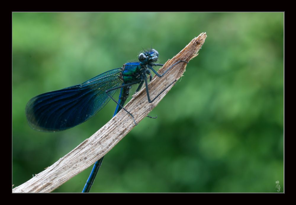 Blaue Schönheit