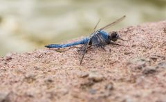 Blaue Schönheit