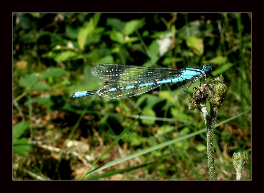 Blaue Schönheit