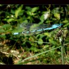 Blaue Schönheit