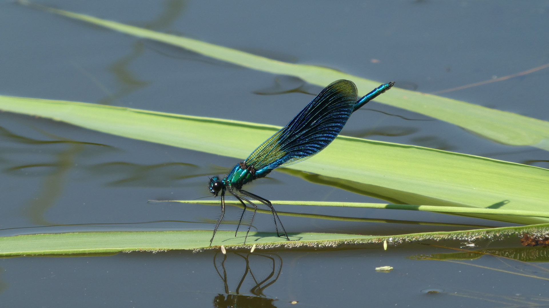 ... blaue Schönheit ...