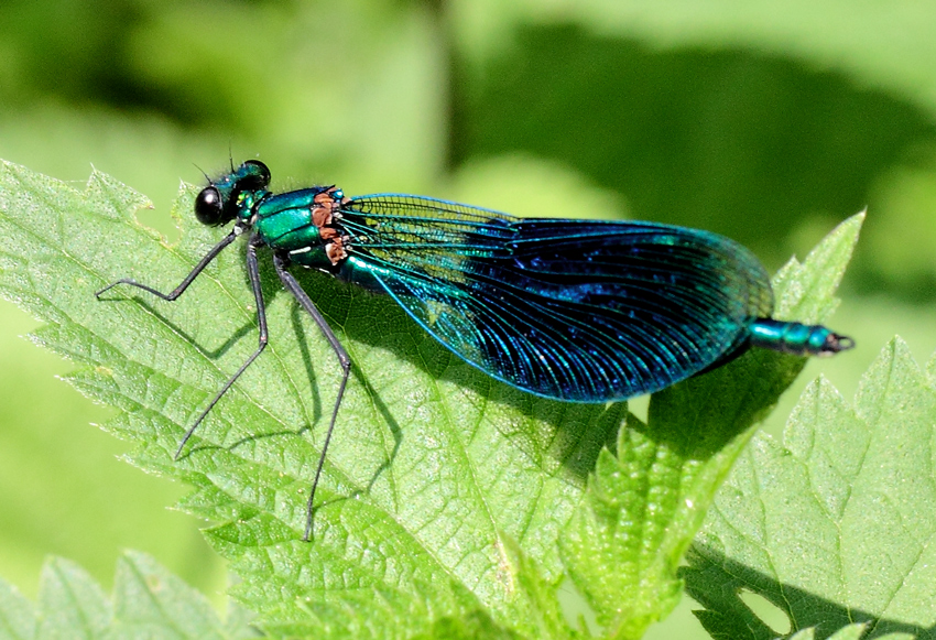 Blaue Schönheit