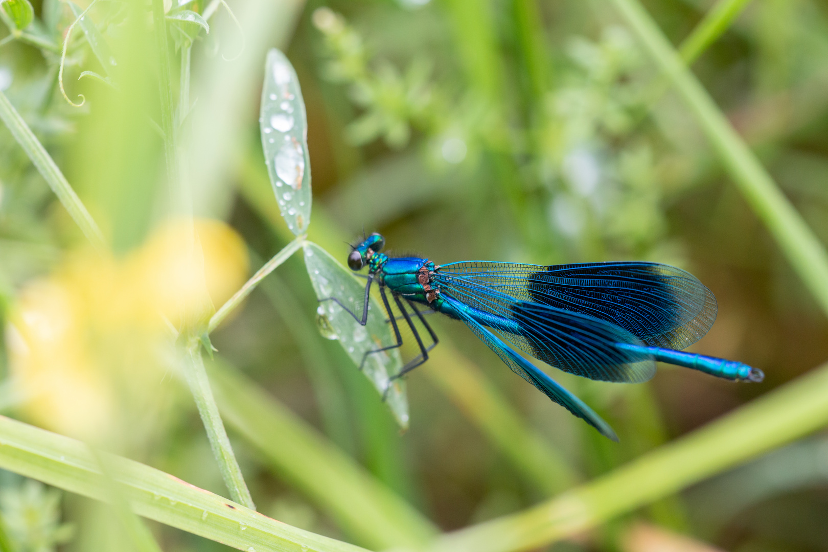 Blaue Schönheit