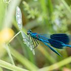 Blaue Schönheit