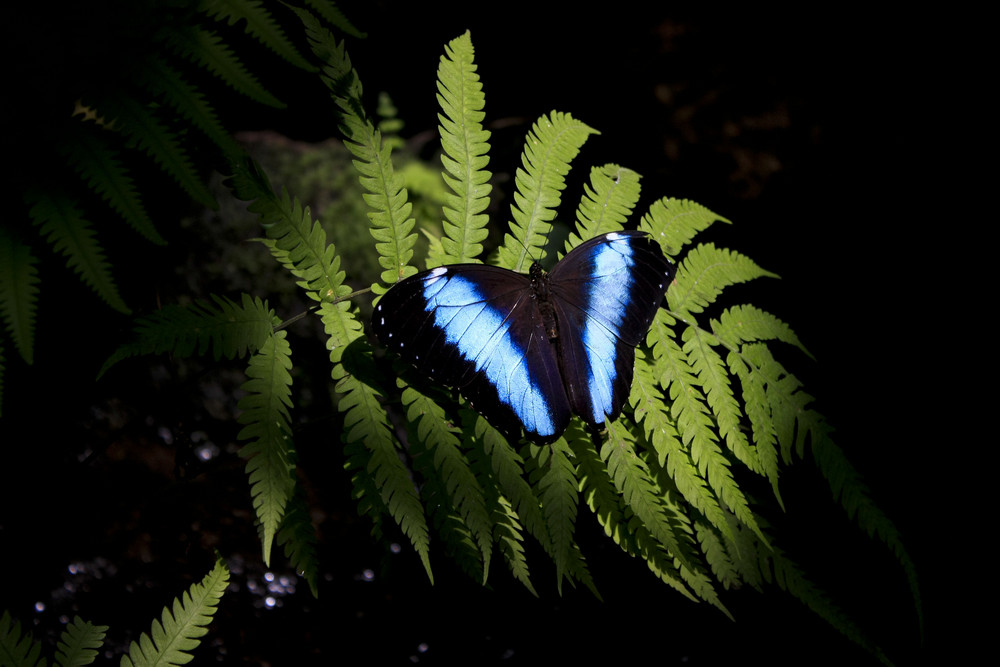 Blaue Schönheit