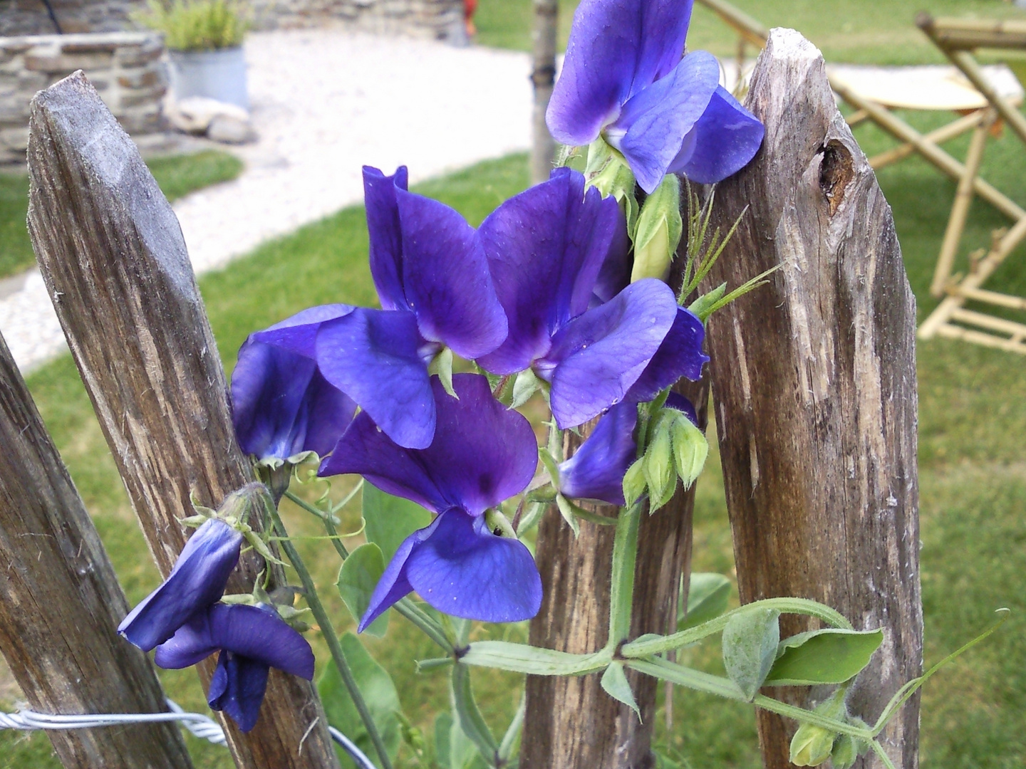 Blaue Schönheit