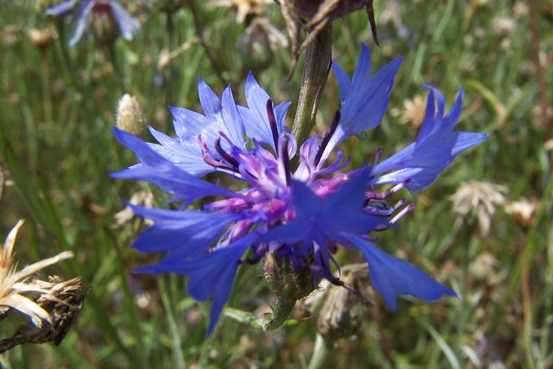 Blaue Schönheit