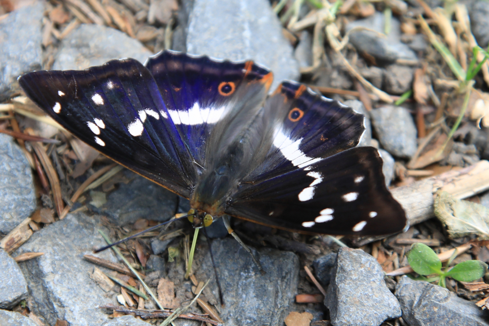 Blaue Schönheit