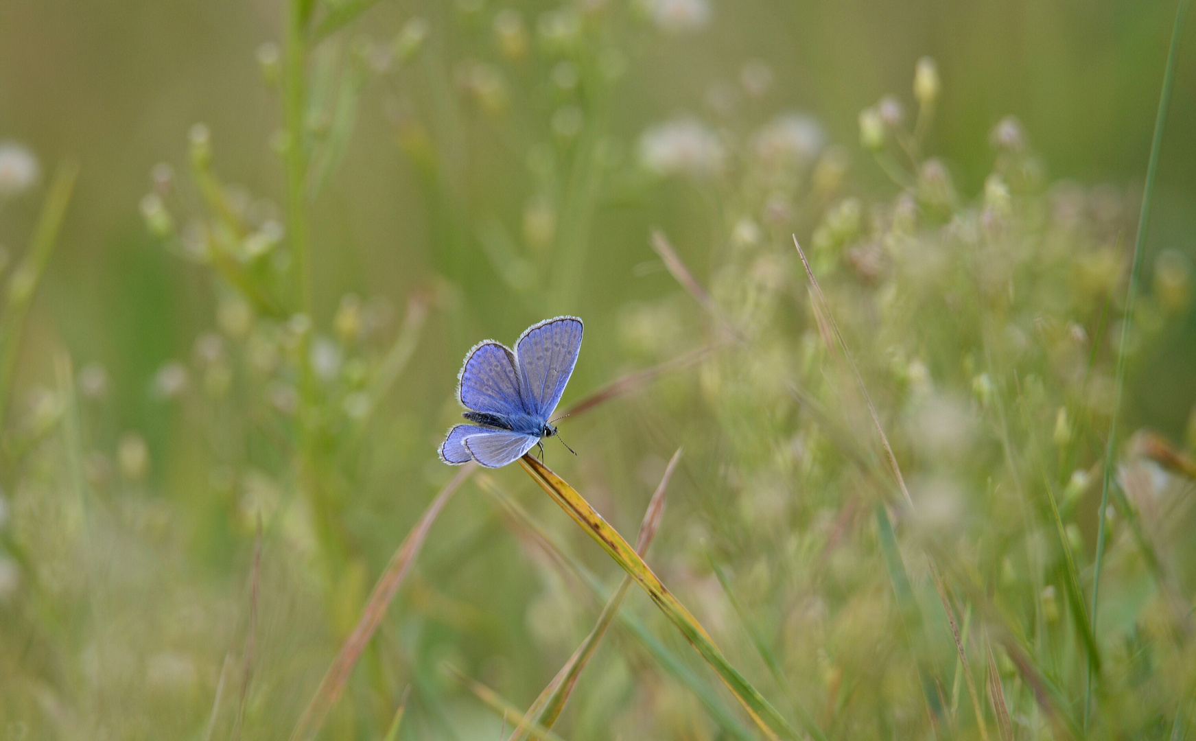 Blaue Schönheit