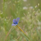 Blaue Schönheit