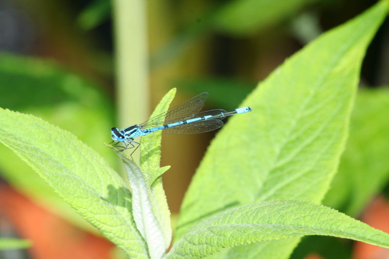 BLAUE SCHÖNHEIT