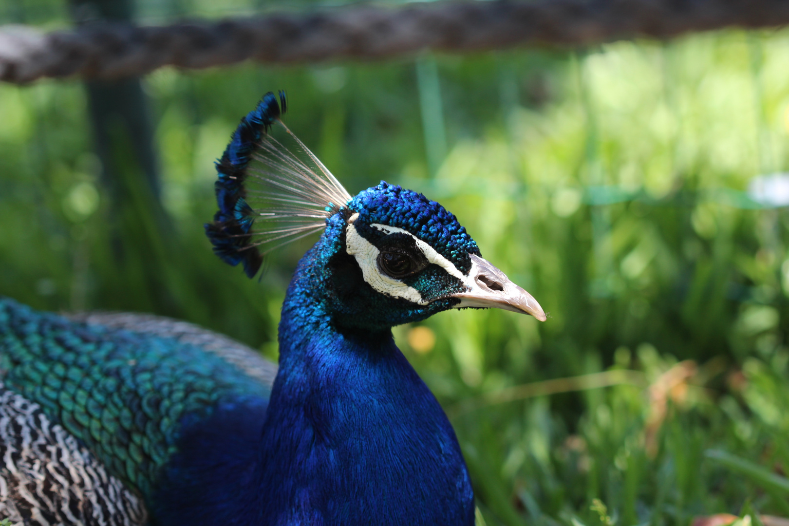 blaue Schönheit !