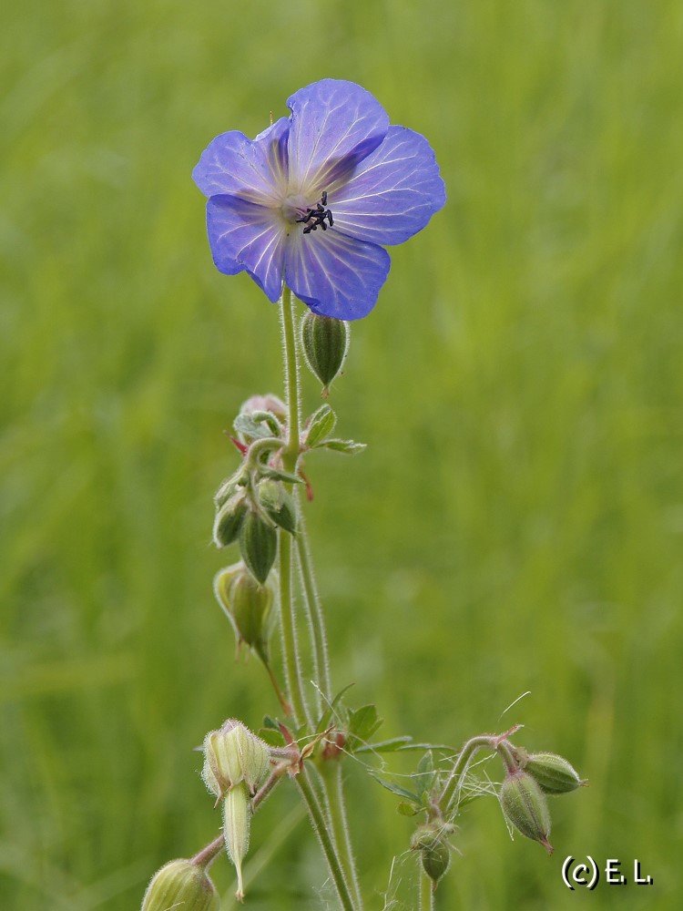 Blaue Schönheit