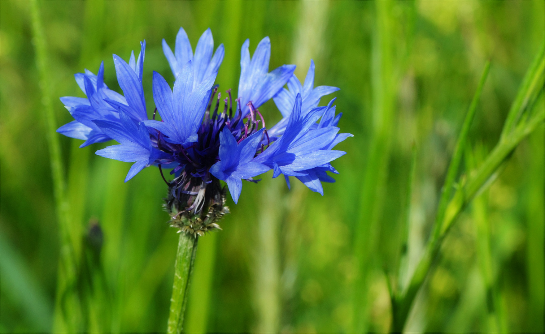 Blaue Schönheit 