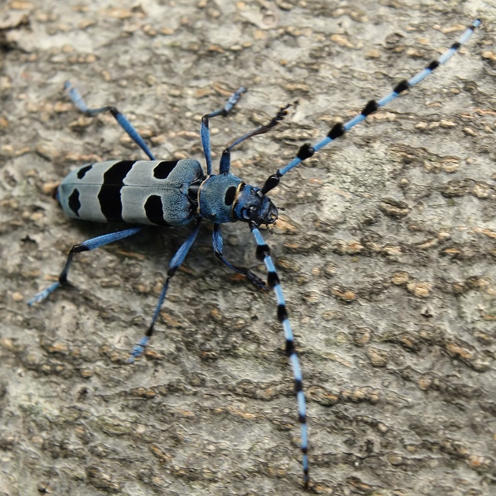 Blaue Schönheit