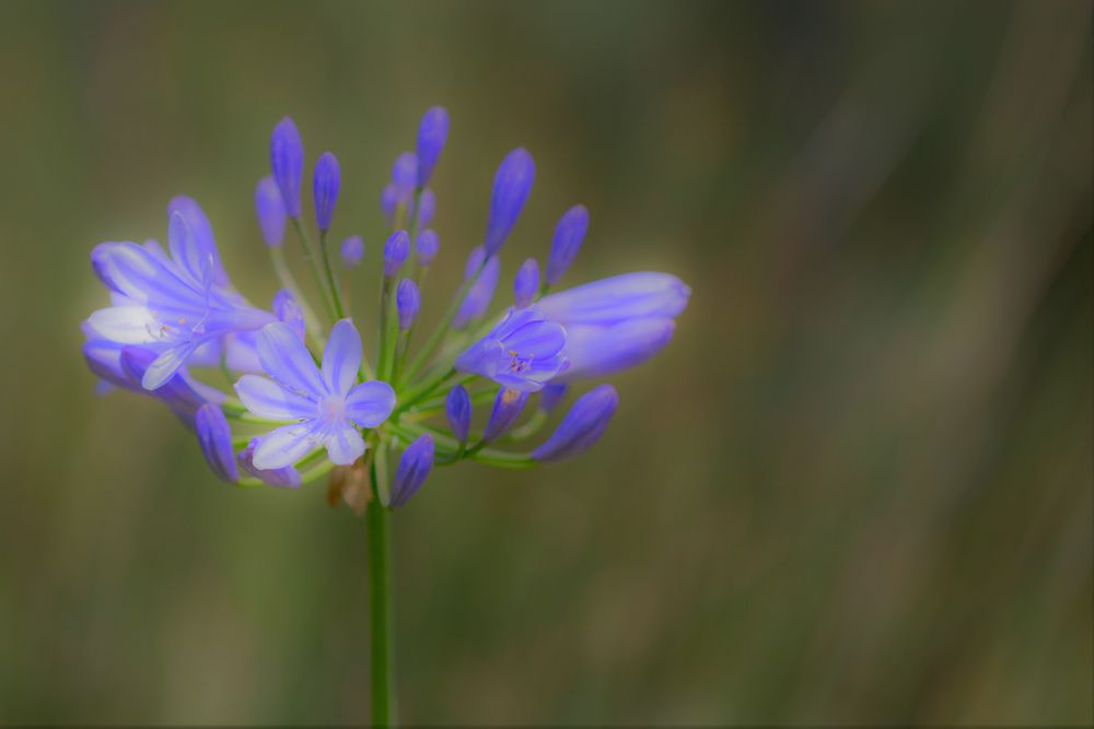 Blaue Schönheit