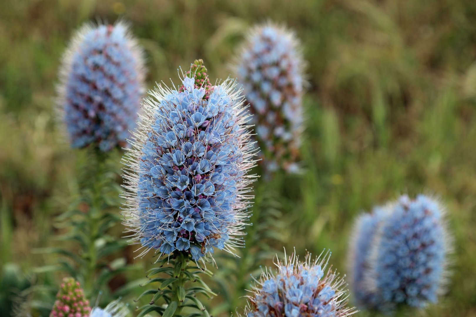 Blaue Schönheit