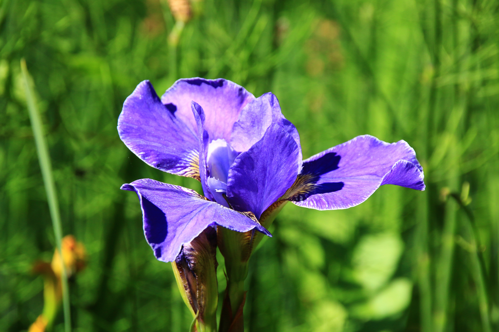 Blaue Schönheit