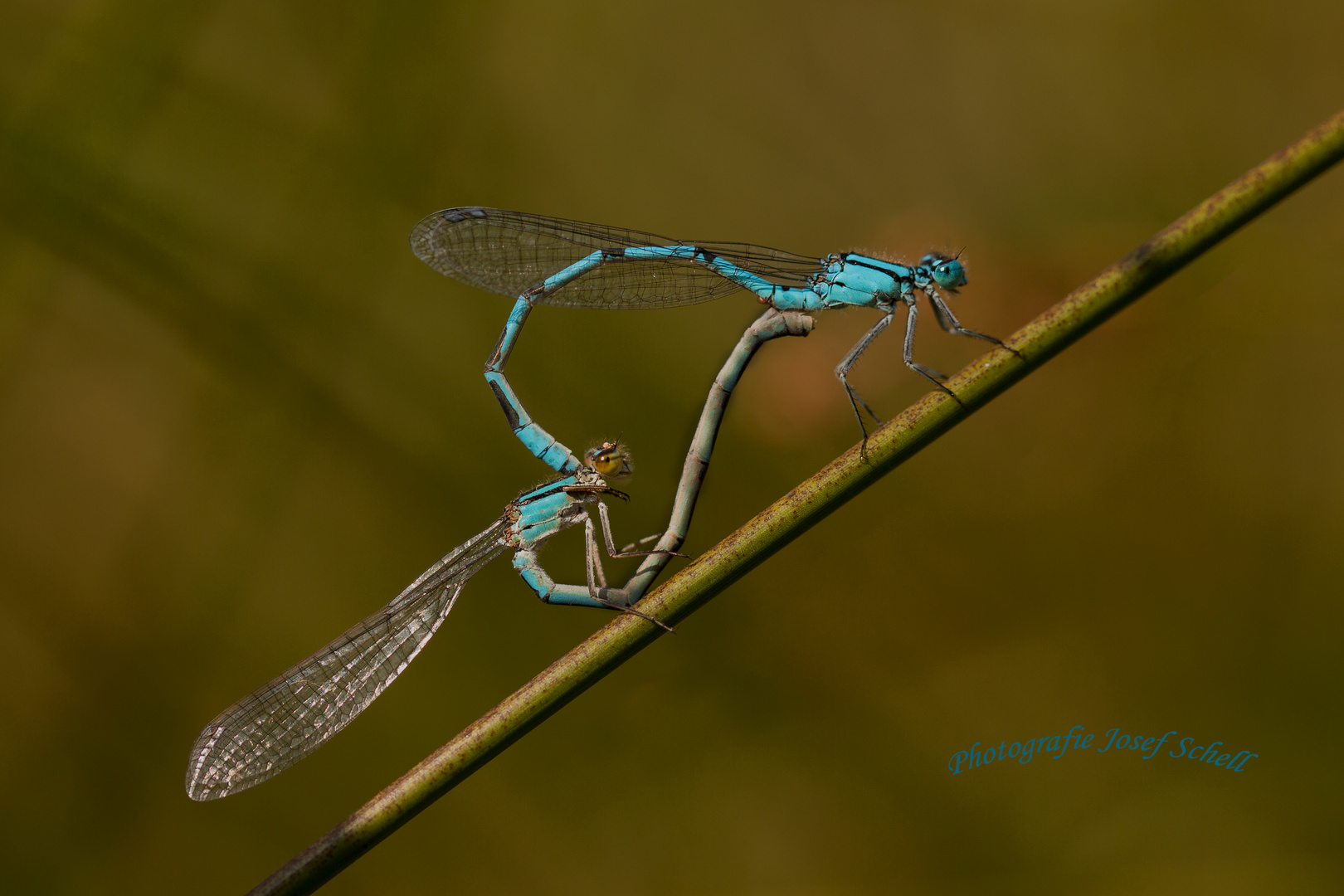 Blaue Schönheit