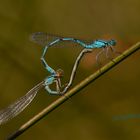 Blaue Schönheit