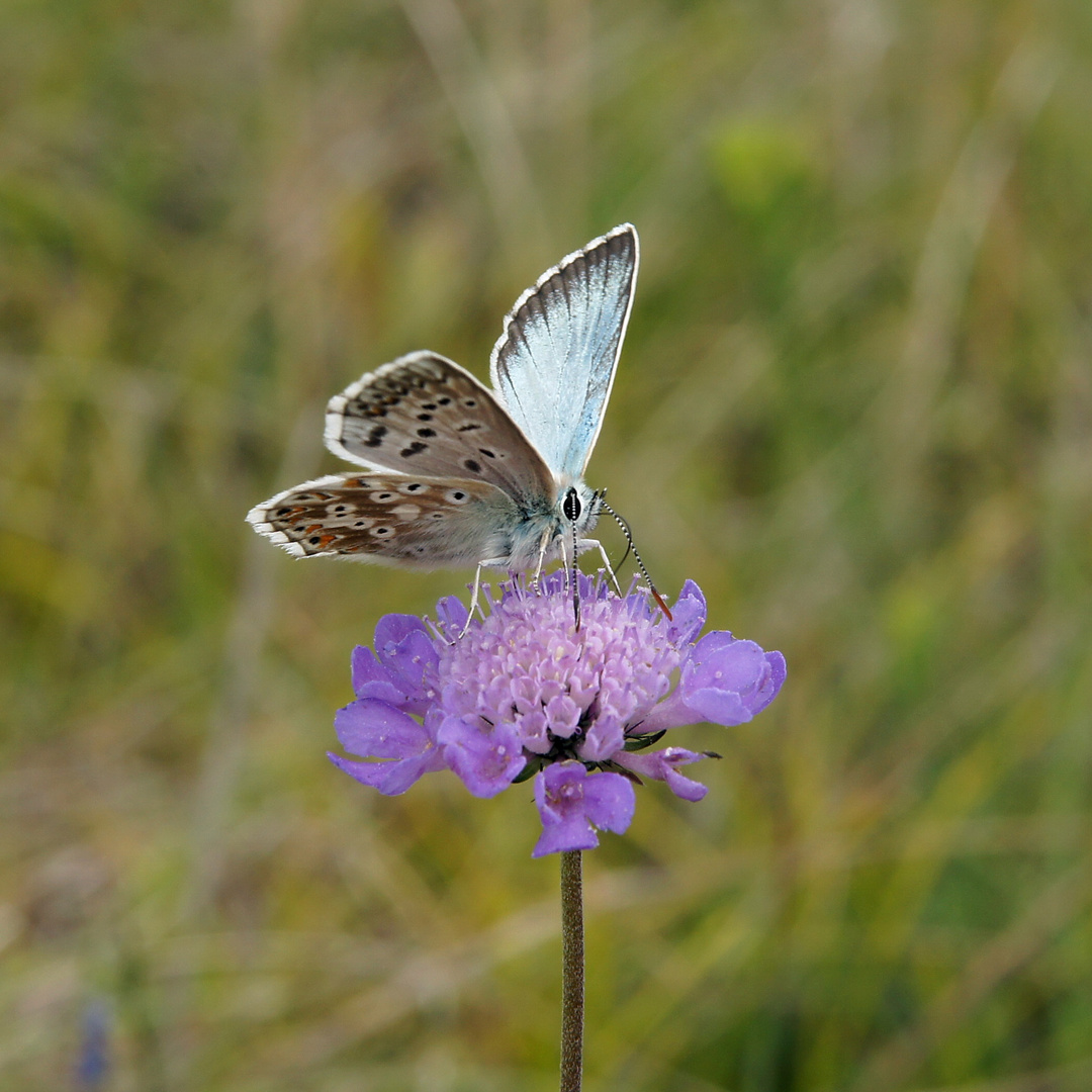 Blaue Schönheit