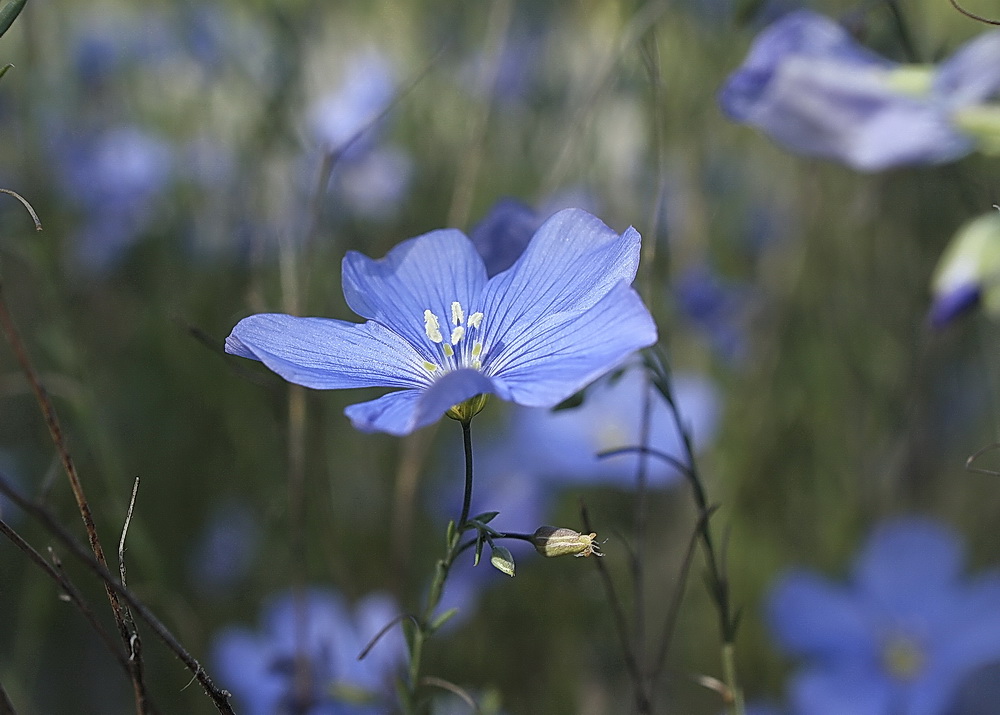 Blaue Schönheit am Weg