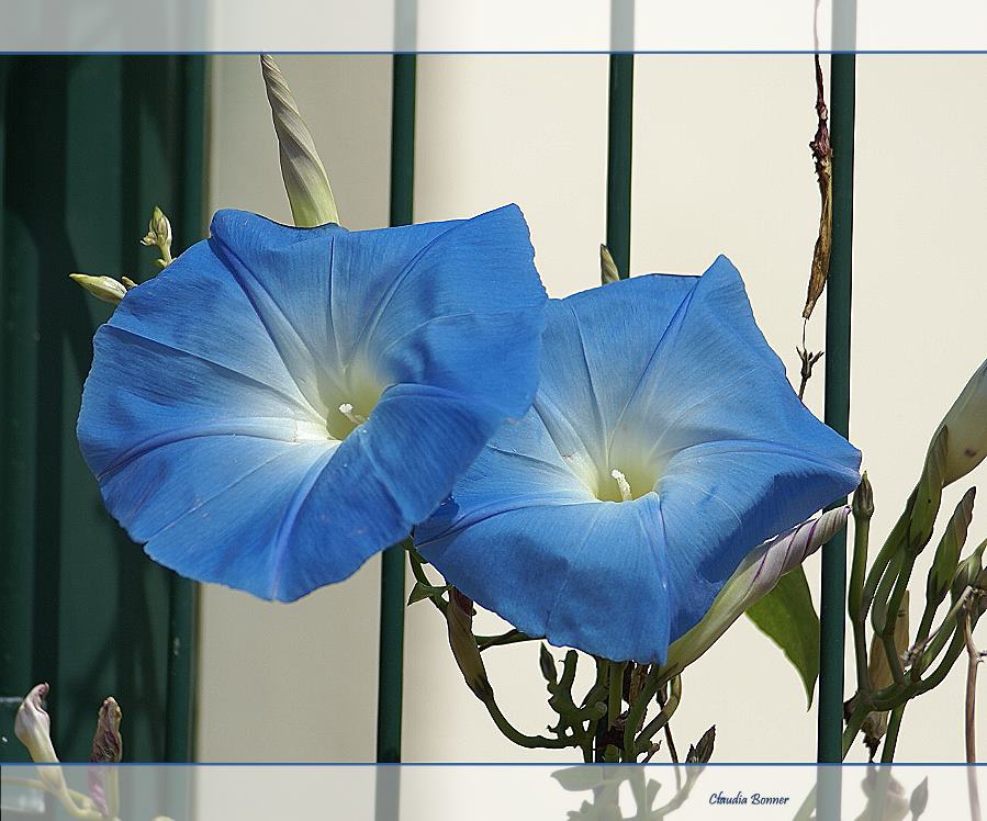 Blaue Schönheit am Zaun