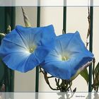 Blaue Schönheit am Zaun