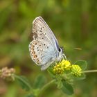 Blaue Schönheit auf gelber Blüte