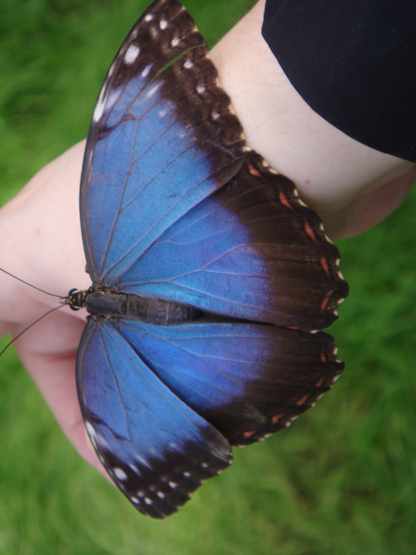 blaue Schönheit auf meiner Hand