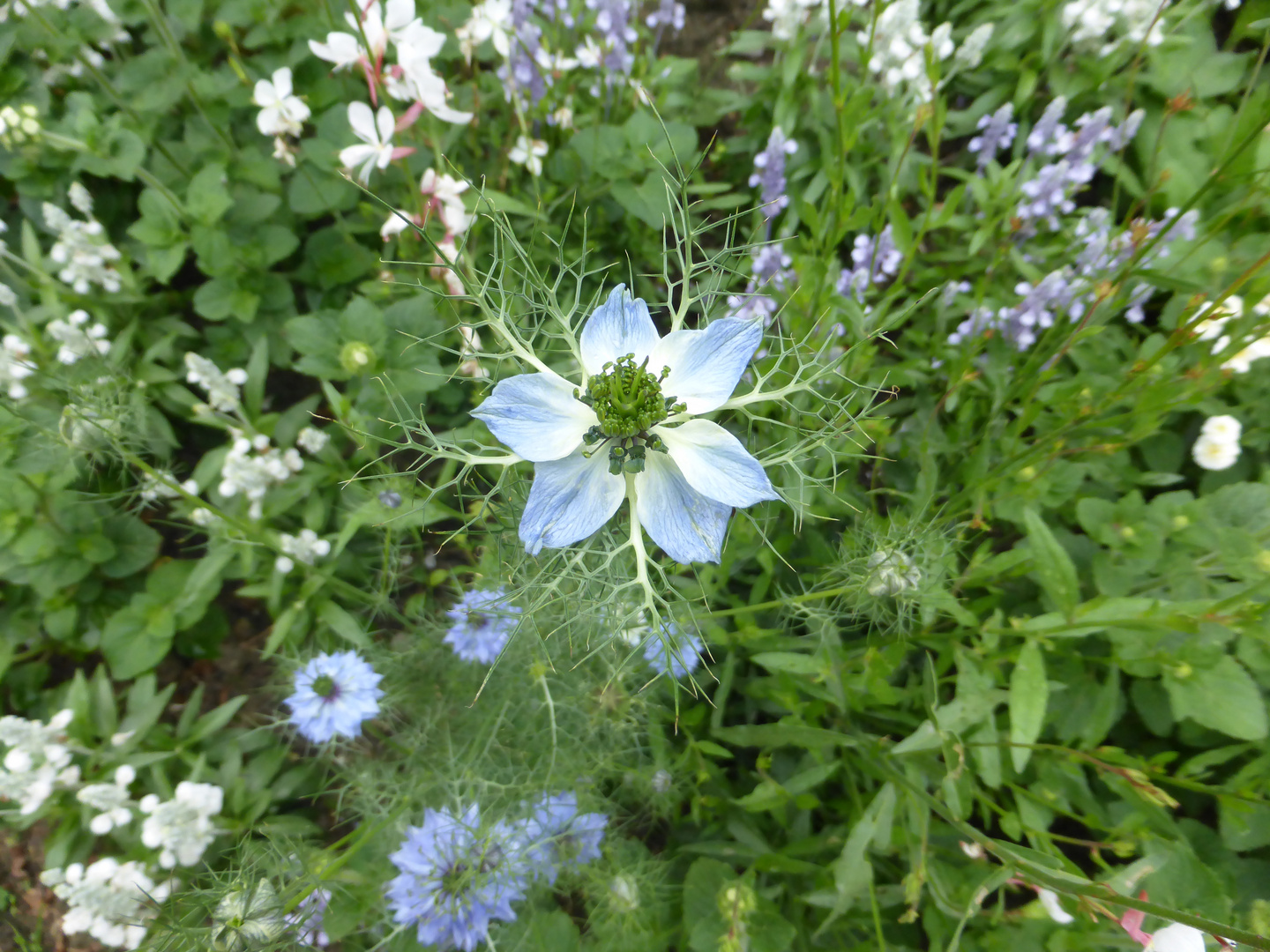 blaue schönheit