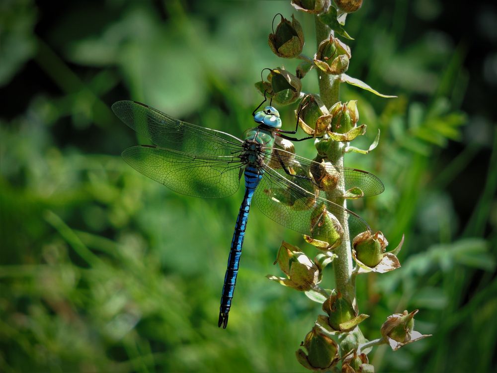 blaue Schönheit