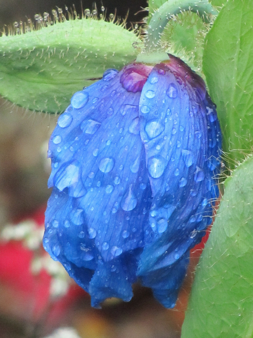 Blaue Schönheit