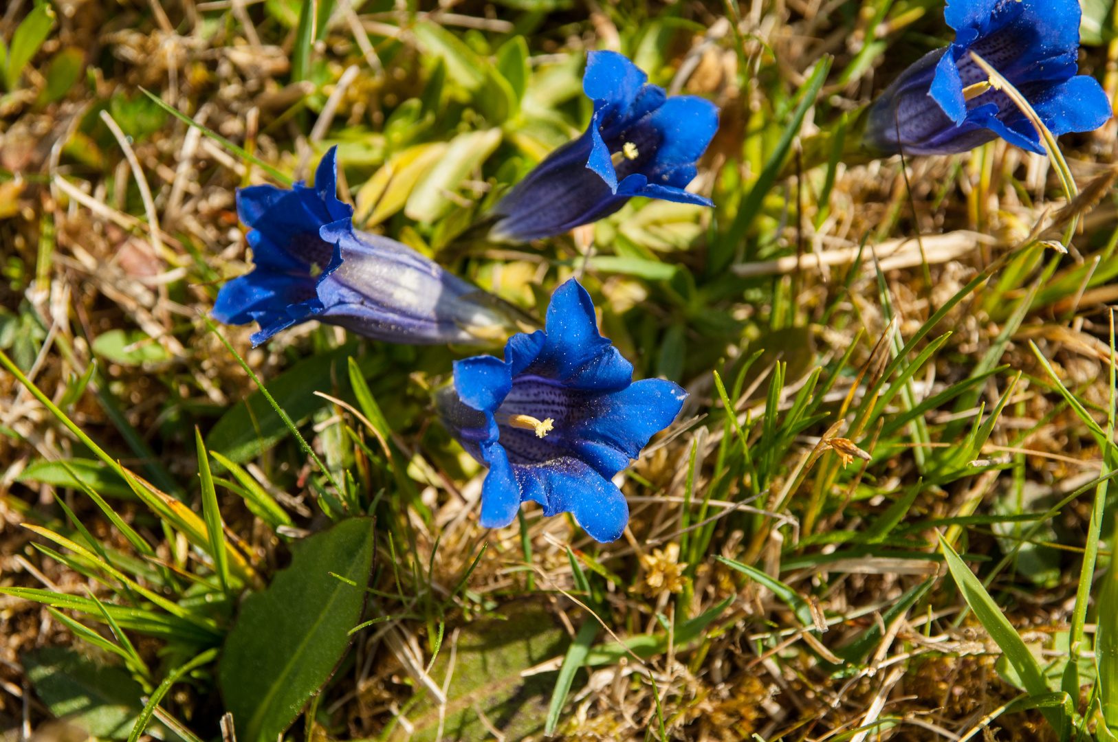 Blaue Schönheit