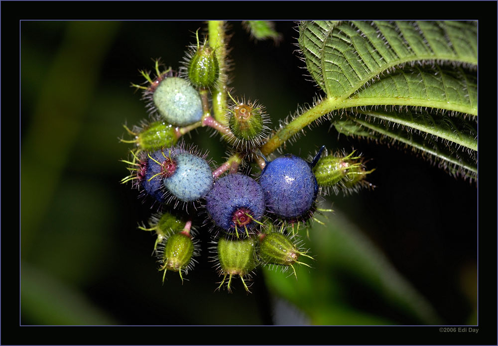 blaue Schönheit