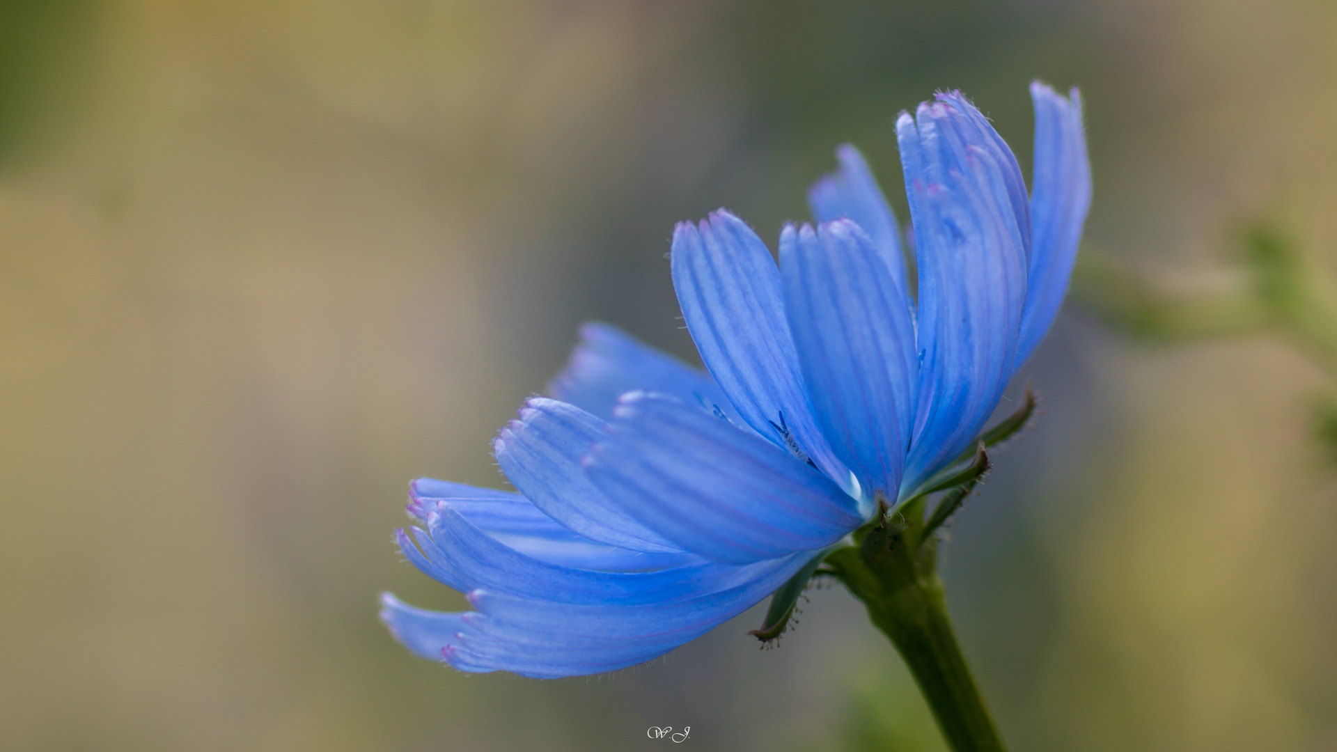 Blaue Schönheit