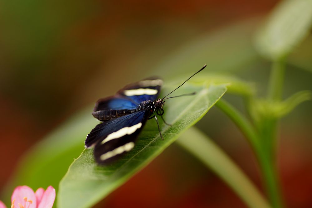 Blaue Schönheit